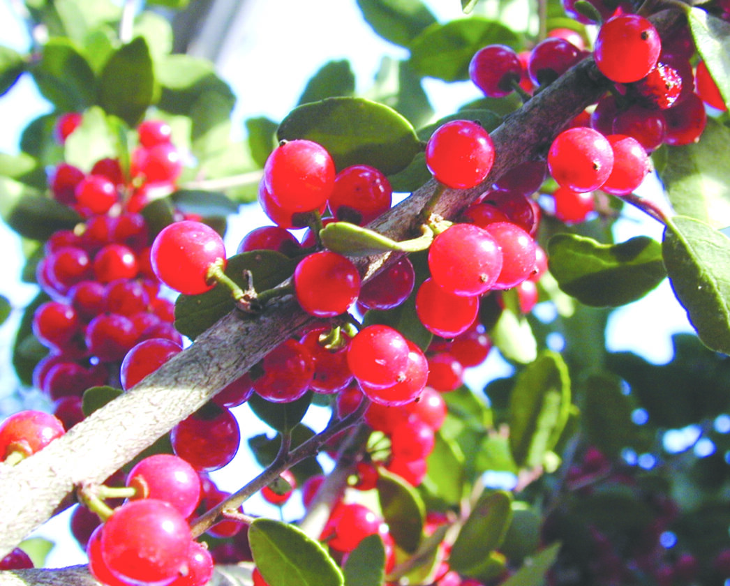 Boughs of holly could grow in your garden